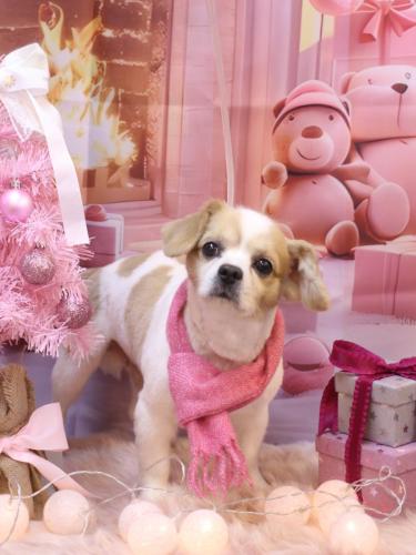 20241218シューくん